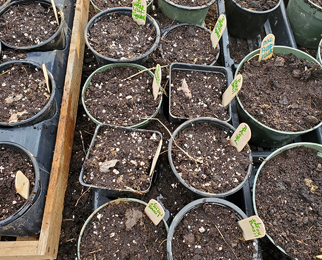Seed Starting in Northeast Ohio Lake Metroparks
